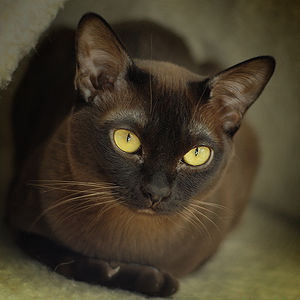 European Burmese