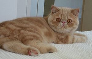 Exotic Shorthair