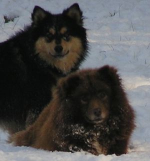 Finnish Lapphund