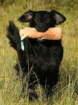 Flat Coated Retriever