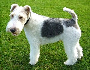 Smooth and Wire-haired Fox Terrier - The Pet Wiki