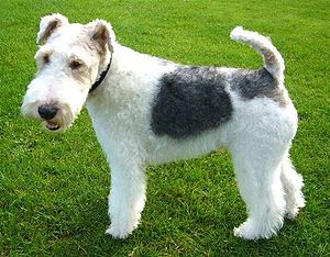 White curly haired store terrier