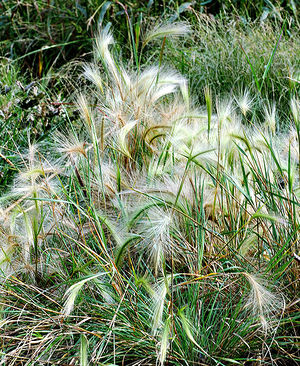 Foxtail Plant