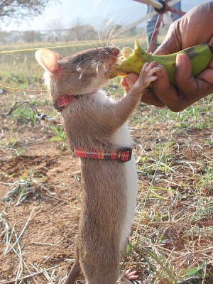 Gambian Pouch Mouse