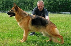 German Shepherds