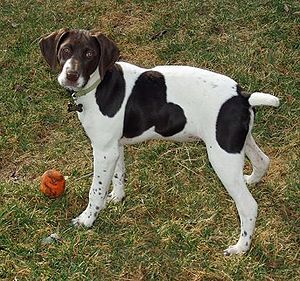 German Shorthaired Pointer