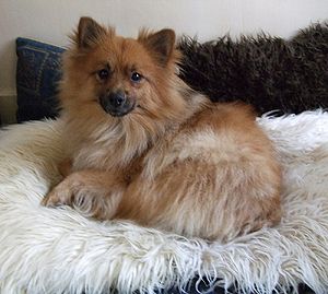 toy german spitz