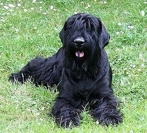 Giant Schnauzer