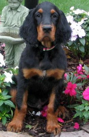 Gordon Setter