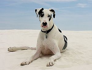 Great Dane