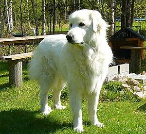 Great Pyrenees