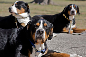 Greater Swiss Mountain Dog