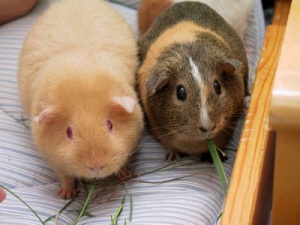 Guinea Pigs