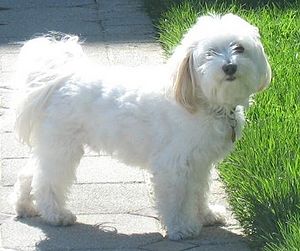 Coton de Tulear - Wikipedia