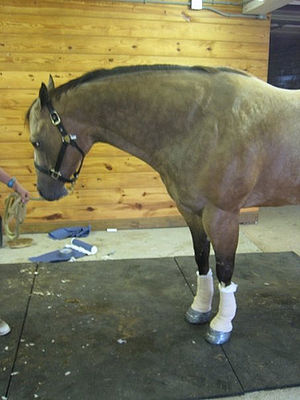 Horse Lameness