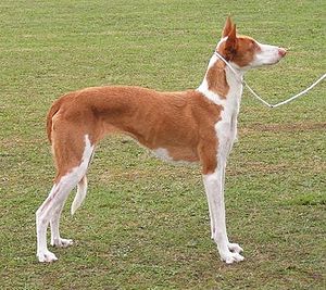 Ibizan Hound