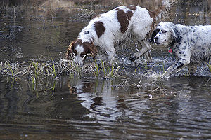 Irish Red & White Setter