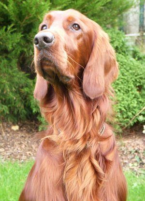 Irish Setter