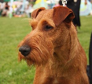 Irish Terrier