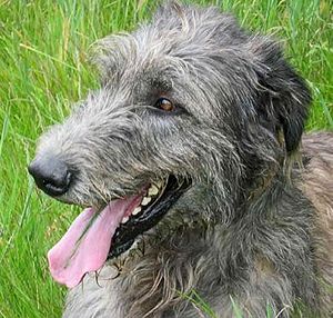 Irish Wolfhound