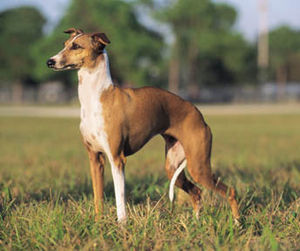 Italian greyhound