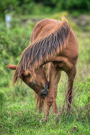 Itchy Horse