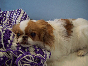 Japanese Chin