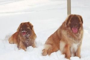 Leonbergers, Joe and Ace