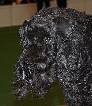 kerry blue terrier olx