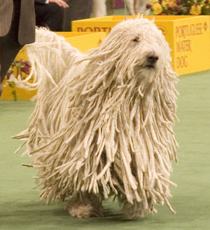 Komondor