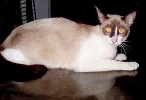 Kucing Malaysia Cat