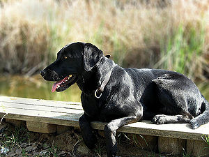 Labrador Retriever