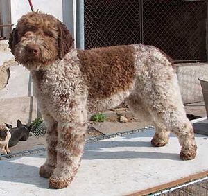 Lagotto Romagnolo