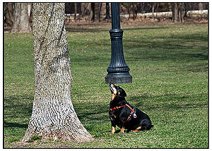 Lancashire Heeler