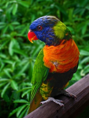 Lorikeet