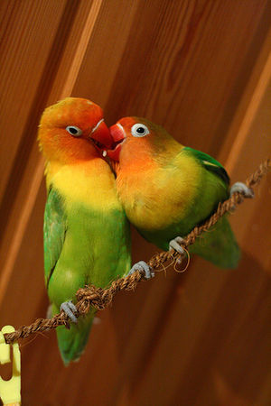 Lovebirds