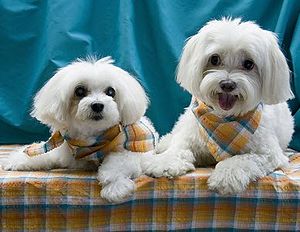 Maltese dogs