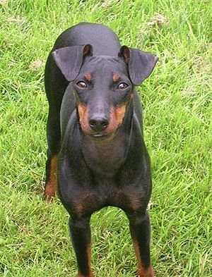 Manchester Terrier, English Toy Terrier