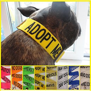 Message Dog Collar