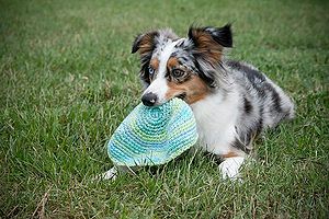 Miniature American Shepherd