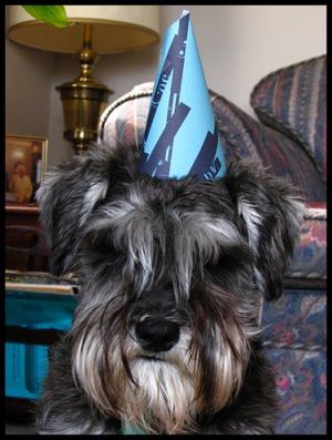 :Miniature Schnauzer