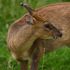 Muntjac Deer As Pets The Pet Wiki