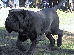 Neapolitan 2024 mastiff horse