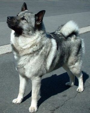 Norwegian Elkhound