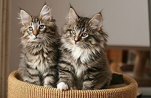 norwegian rain forest cat