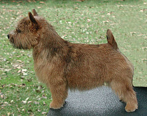 Norfolk Terrier And Norwich Terrier The Pet Wiki