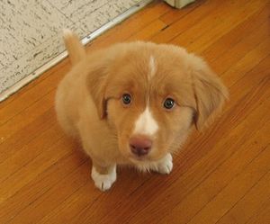 Nova Scotia Duck Tolling Retriever