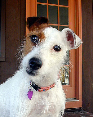 Parson Russell Terrier