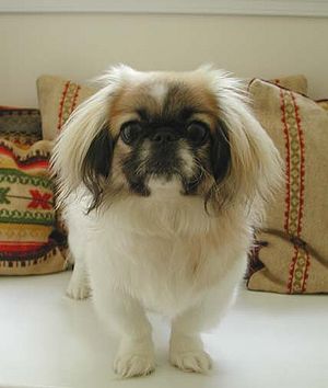 what is the history of peke dogs