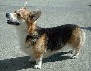 Pembroke Welsh Corgi